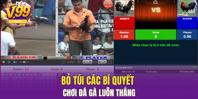Bỏ túi các bí quyết chơi đá gà luôn thắng