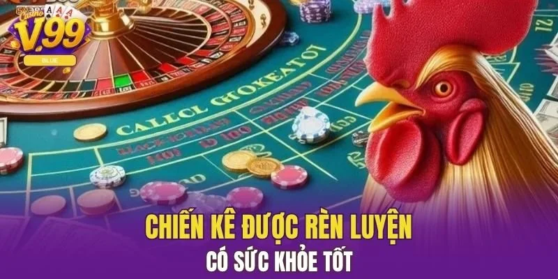 Đá Gà Thomo V99 - Sân Chơi Đỉnh Cao Dành Cho Sư Kê 5 Chiến kê được rèn luyện - có sức khỏe tốt