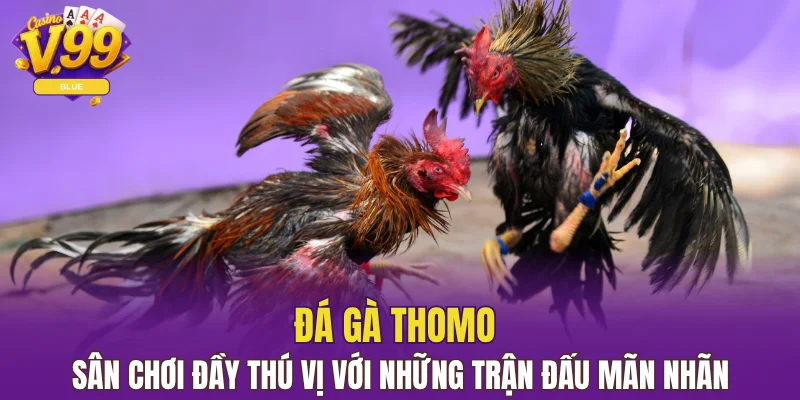 Đá Gà Thomo V99 - Sân Chơi Đỉnh Cao Dành Cho Sư Kê 2 đá gà Thomo