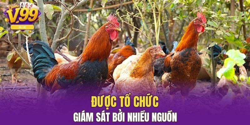 Đá Gà Thomo V99 - Sân Chơi Đỉnh Cao Dành Cho Sư Kê 6 Được tổ chức - giám sát bởi nhiều nguồn