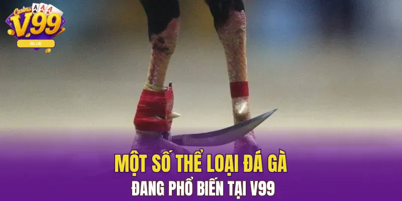 Một số thể loại đá gà đang phổ biến tại V99