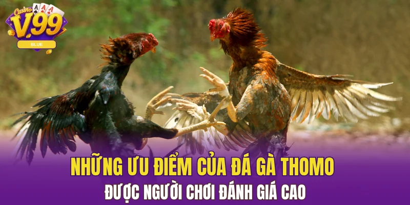 Đá Gà Đòn - Cuộc Chiến Nảy Lửa Dành Cho Người Đam Mê 6 Những ưu điểm của đá gà Thomo được người chơi đánh giá cao