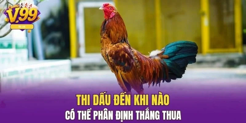 Đá Gà Thomo V99 - Sân Chơi Đỉnh Cao Dành Cho Sư Kê 7 Thi dấu đến khi nào có thể phân định thắng thua