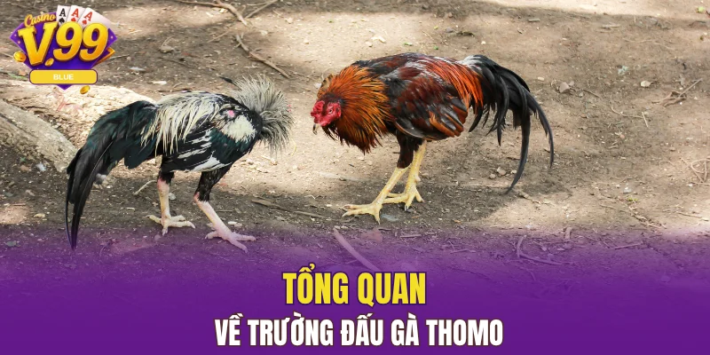 Đá Gà Đòn - Cuộc Chiến Nảy Lửa Dành Cho Người Đam Mê 5 Tổng quan về trường đấu gà Thomo